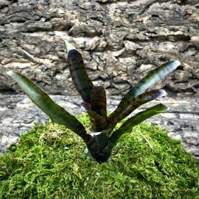 Mini Neoregelia Bromeliad - Punctatissima Rubra