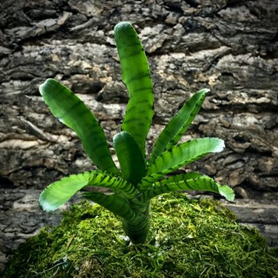 Mini Neoregelia Bromeliad - Punctatissma (Banded)