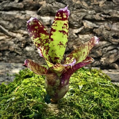 Nano Neoregelia Bromeliad - Punini