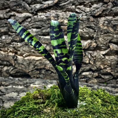 Mini Neoregelia Bromeliad - Savory Truffle