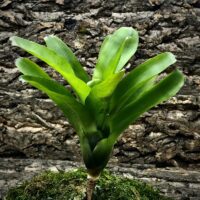 Mini Neoregelia Bromeliad - Subcompacta