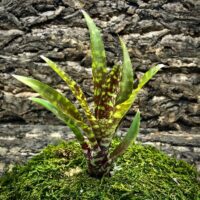 Mini Neoregelia Bromeliad - Wild Tiger