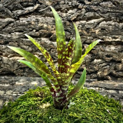 Mini Neoregelia Bromeliad - Wild Tiger