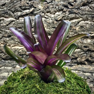 Mini Neoregelia Bromeliad Zoe