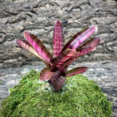 Mini Neoregelia Bromeliad – Hot Embers