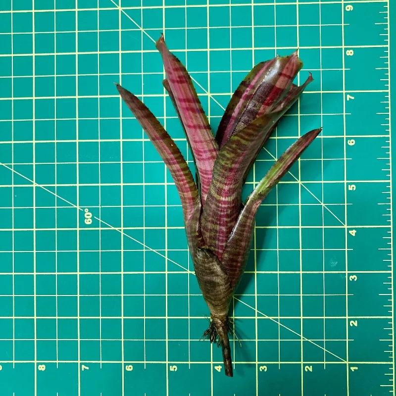 Mini Neoregelia Bromeliad – Hot Embers size