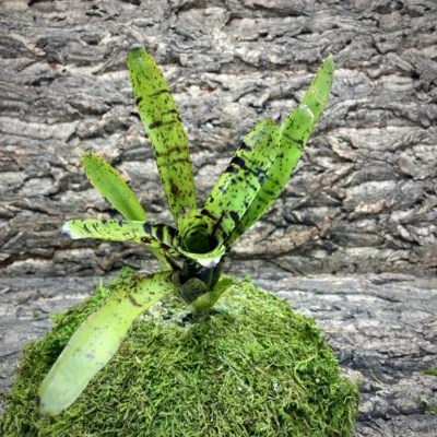 Mini Neoregelia Bromeliad – Jamocha
