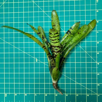 Mini Neoregelia Bromeliad – Jamocha size