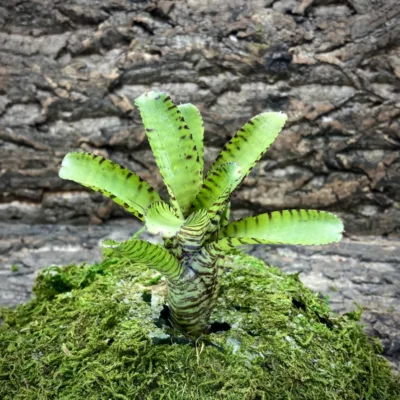 Mini Neoregelia Bromeliad – Punctatissima Banded