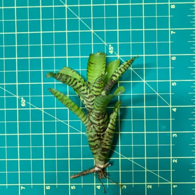 Mini Neoregelia Bromeliad – Punctatissima Banded size