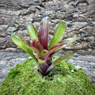 Mini Neoregelia Bromeliad – Ritzy Red