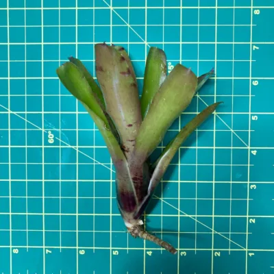 Mini Neoregelia Bromeliad – Ritzy Red size