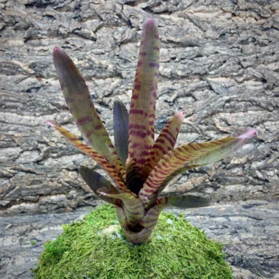 Neoregelia Bromeliad – Bam