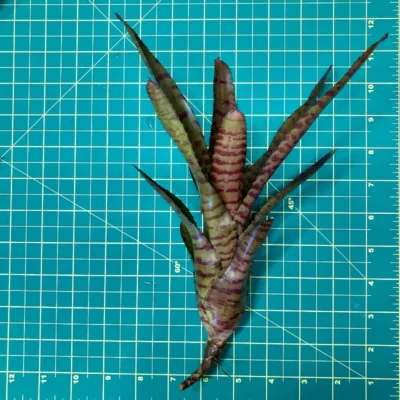 Neoregelia Bromeliad – Bam size