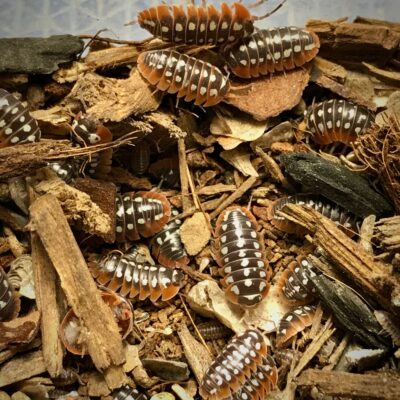 armadillidium klugii dubrovnik isopods