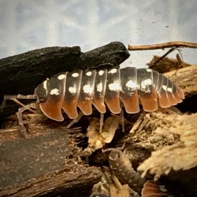 armadillidium klugii dubrovnik isopod