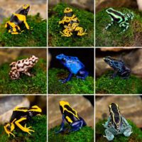 Available Dendrobates Dart Frogs in Canada