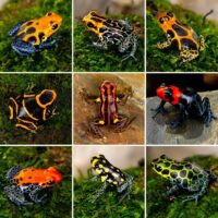 Available Ranitomeya Dart Frogs in Canada