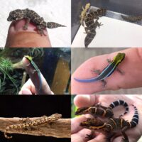 Geckos and other Reptiles Available in Canada