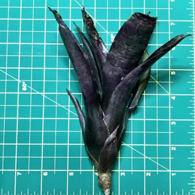 Mini Neoregelia Bromeliad Blueberry Smoothie size