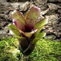 Mini Neoregelia Bromeliad - Chiquita Linda