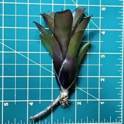 Mini Neoregelia Bromeliad Chiquita Linda size