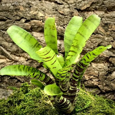 Mini Neoregelia Bromeliad - Dim Sum