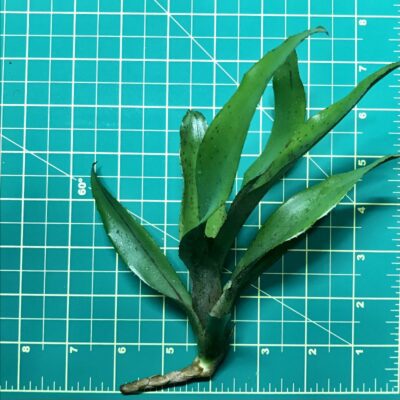Mini Neoregelia Bromeliad Felix size