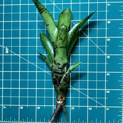 Mini Neoregelia Bromeliad Finger Paint Size