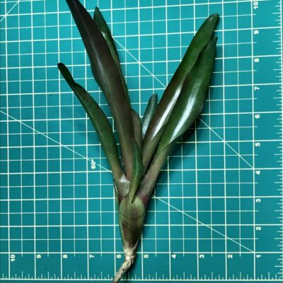 Mini Neoregelia Bromeliad Hot Stuff size