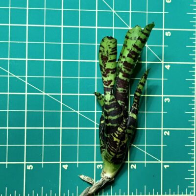 Mini Neoregelia Bromeliad Joao Marcio size