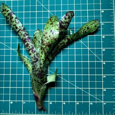 Mini Neoregelia Bromeliad Little Brother size