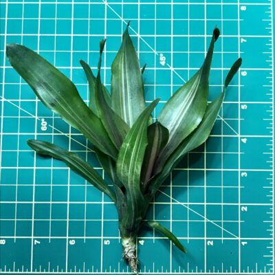 Mini Neoregelia Bromeliad Mo Betta Size