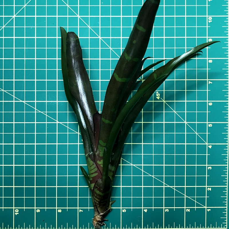 Mini Neoregelia Bromeliad - Okapi - Image 2