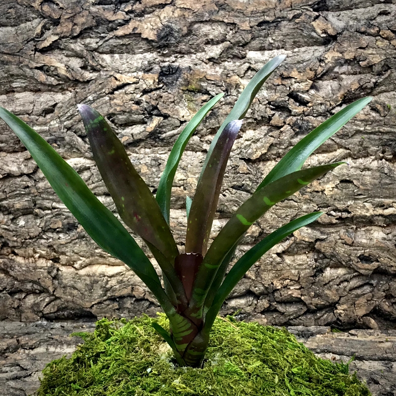 Mini Neoregelia Bromeliad - Okapi