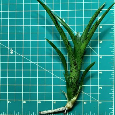 Mini Neoregelia Bromeliad - Ounce of Purple - Image 2