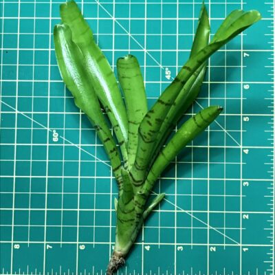 Mini Neoregelia Bromeliad Popcorn size