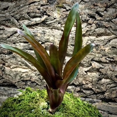 Mini Neoregelia Bromeliad - Red Bird