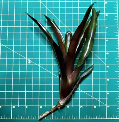 Mini Neoregelia Bromeliad Red Bird size