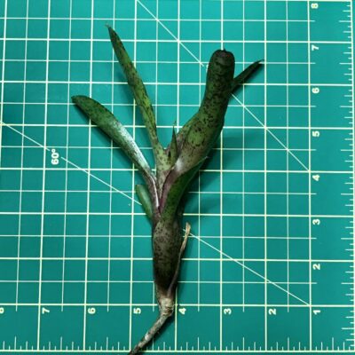 Mini Neoregelia Bromeliad Red Measels size