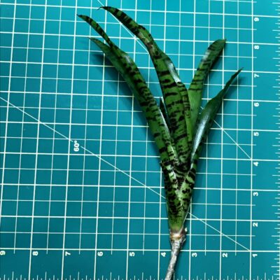 Mini Neoregelia Bromeliad Ritzy Tiger Size