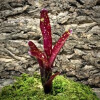 Mini Neoregelia Bromeliad - Ruby Throat