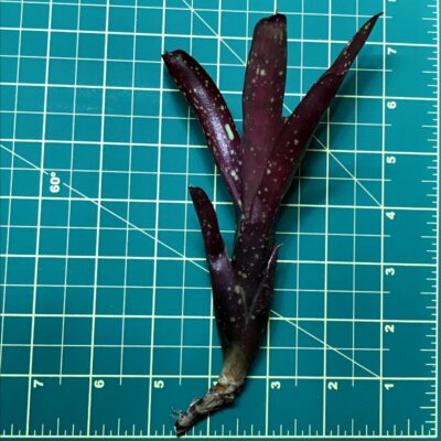 Mini Neoregelia Bromeliad Ruby Throat size