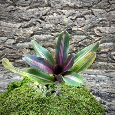 Mini Neoregelia Bromeliad – Mo Betta