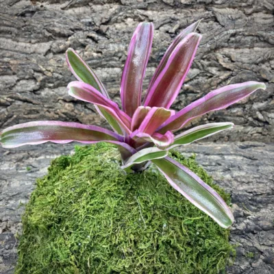 Mini Neoregelia Bromeliad – Rosy Fireball