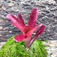 Mini Neoregelia Bromeliad – Sunball