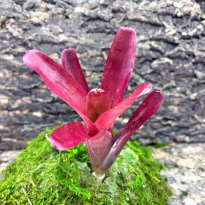 Mini Neoregelia Bromeliad – Sunball