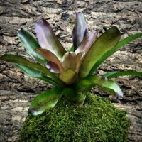 Neoregelia Bromeliad - Andy Ann