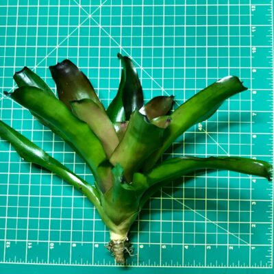 Neoregelia Bromeliad - Andy Ann size