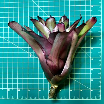Neoregelia Bromeliad Bobs Candy Stripe size